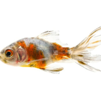 Carassius auratus - Calico Goldfish 5-6cm