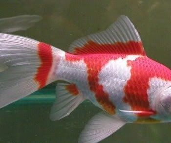 Sarasa Comet Goldfish - Red and White 8-10 cm