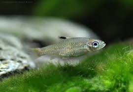 Brevibora dorsiocallata - Eyespot Rasbora