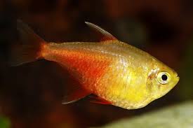 Hyphessobrycon flammeus - Flame Tetra Yellow