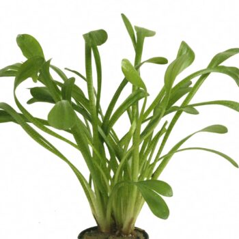 Stoffels Sagittaria teres