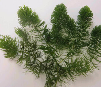 Ceratophyllum demersum (Bund)