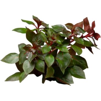 Ludwigia palustris 'Super Red' (topf)