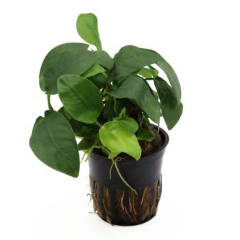 Anubias barteri var. nana (topf)