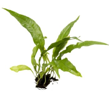 Microsorum pteropus (topf)