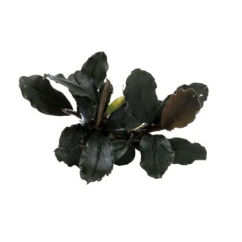 Bucephalandra brownie 'Ghost Ulu Kapus'