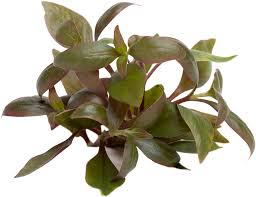 Alternanthera reineckii (topf) (cardinalis)