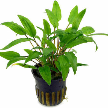 Cryptocoryne wendtii Green (pot)