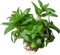 Staurogyne repens (topf)