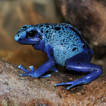 Dendrobates tinctorius azureus- Blue Poison Dart Frog PAIR!