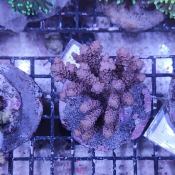 Acropora M40 (34248)