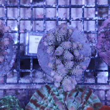 Acropora M6 (29775)
