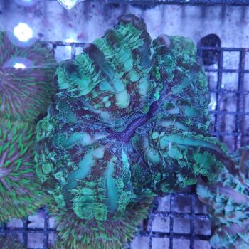 Indophyllia macassarensis (46795)