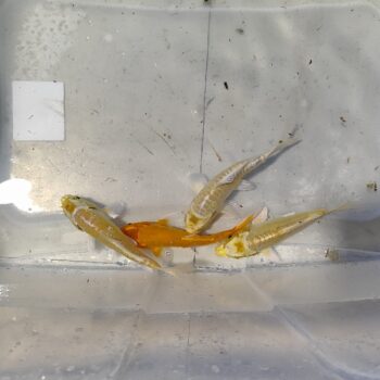 Cyprinus carpio-Metallic Single Color 12-15 cm