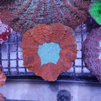 Acanthophyllia deshayesiana (47191)