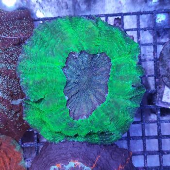 Acanthophyllia deshayesiana (30253)