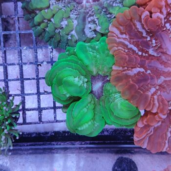 Cynarina lacrymalis (47143)