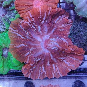 Indophyllia macassarensis (48674)