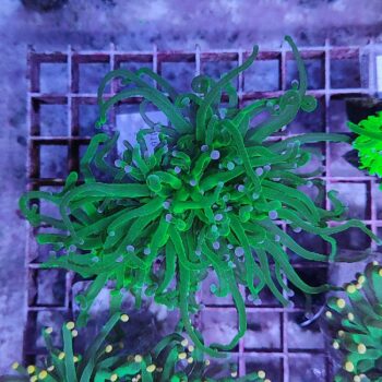 Euphyllia glabrescens M16