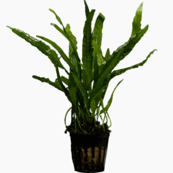 S.I Microsorum narrow leaf