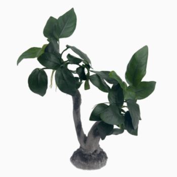 Stoffels Anubias Barteri var. nana On Wood Large