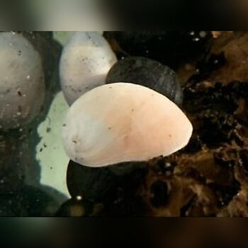 Neritina puligera- White Military Helmet Snail 2-2.5cm