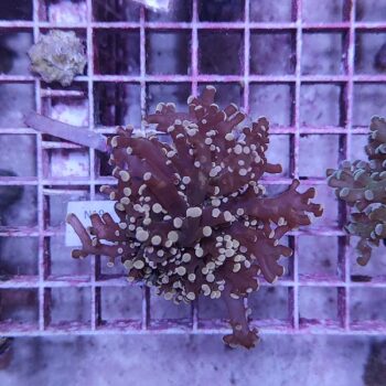 Euphyllia paradivisa N19