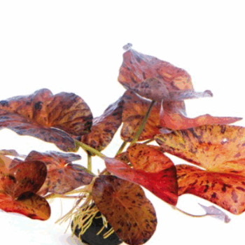 Stoffels Nymphaea lotus Red bulb (Zenkeri )