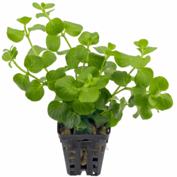 S.I Lysimachia nummularia