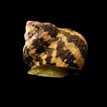 Turbo fluctuosa- Zebra Turbo Shell