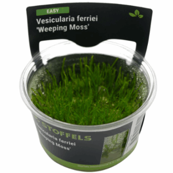 Stoffels Vesicul. ferriei 'Weeping Moss' in-vitro