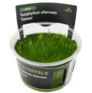 Stoffels Taxiphyllum alternans in-vitro Taiwan moss
