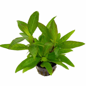 Stoffels Hygrophila corymbosa 'Siamensis'