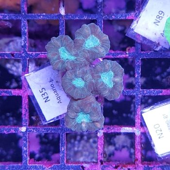 Caulastrea N35