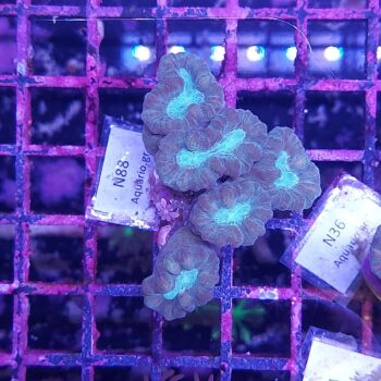 Caulastrea N88