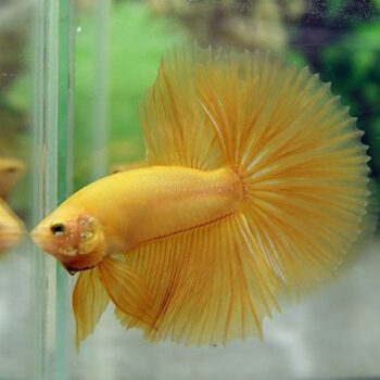 Betta splendens - Siamese Fighting Fish Yellow Copper Male 4-5cm