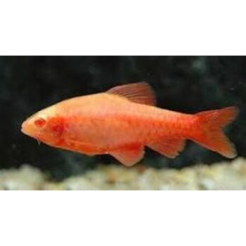 Puntius titteya- Albino Cherry Barb
