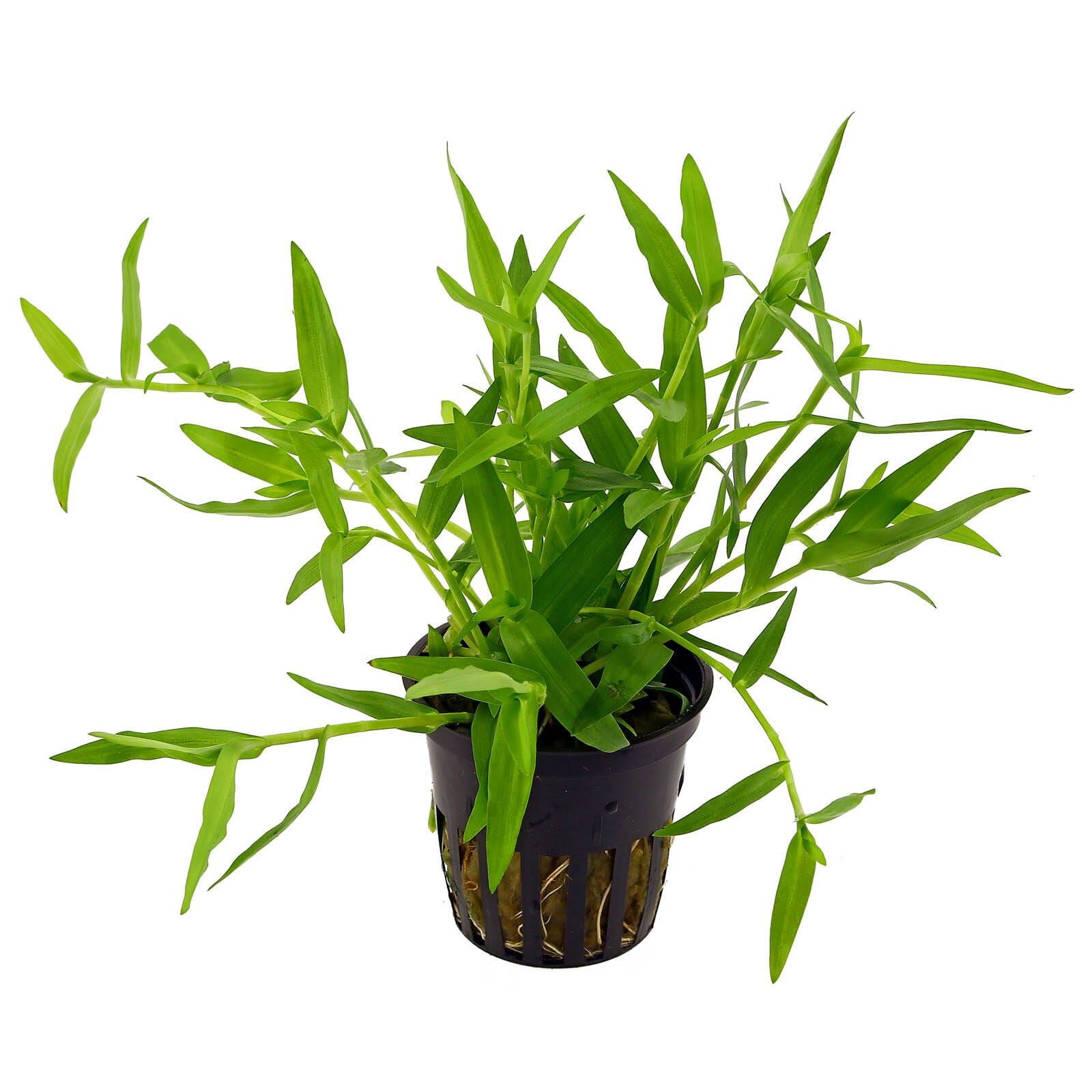 TROPICA Murdannia keisak potted 1 TROPICA Murdannia keisak potted
