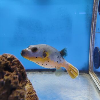 Arothron nigropunctatus - Yellow Belly Puffer