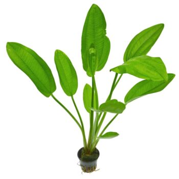 Stoffels Echinodorus cordifolius (Topf)