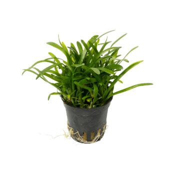 Stoffels Sagittaria subulata