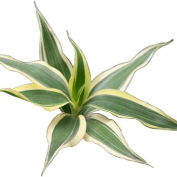 Stoffels Dracaena sanderiana