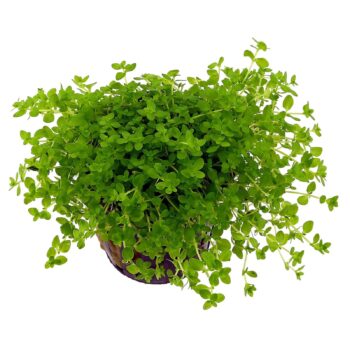 Stoffels Micranthemum glomeratum