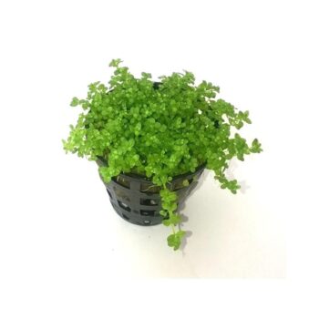 Stoffels Micranthemum callitrichoides Hemianthus