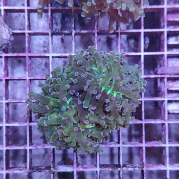 Euphyllia paradivisa N40