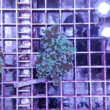 Euphyllia paradivisa B572