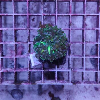 Euphyllia paradivisa 94