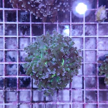 Euphyllia paradivisa B571