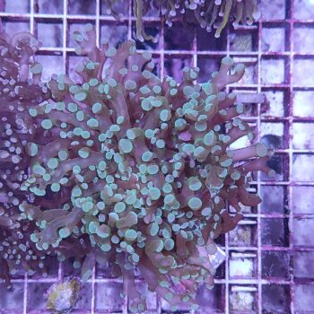 Euphyllia paradivisa M13