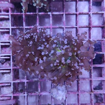 Euphyllia paradivisa D77